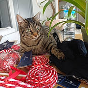 Perle participe au concours pour gagner de l'argent avec cette photo : cat, tabby_cat, indoor, table, gloves, decorations, red_glitter, white_stripes, plant, water_bottle, living_room, door, mirror, wooden_furniture, houseplant, relaxed, curious, festive, cozy, domestic