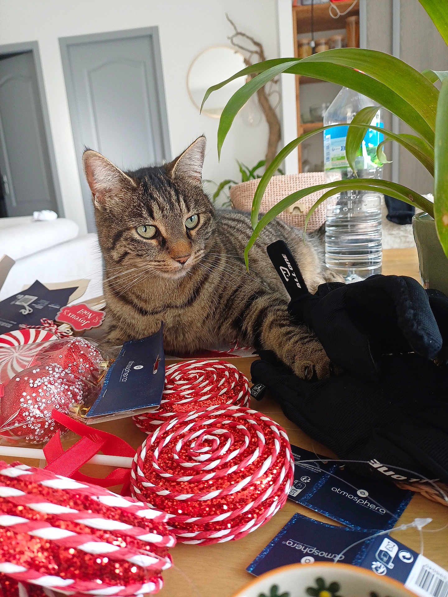 Perle participe au concours pour gagner de l'argent avec cette photo : cat, tabby_cat, indoor, table, gloves, decorations, red_glitter, white_stripes, plant, water_bottle, living_room, door, mirror, wooden_furniture, houseplant, relaxed, curious, festive, cozy, domestic