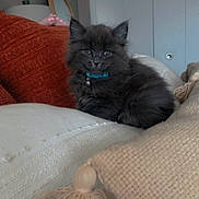 Linc joined the competition — help win amazing prizes! kitten, cat, pet, fluffy, collar, indoor, couch, pillow, blanket, furniture, cozy, home, relaxing, black_cat, domestic_cat, cute, small_animal, resting, fur, animal