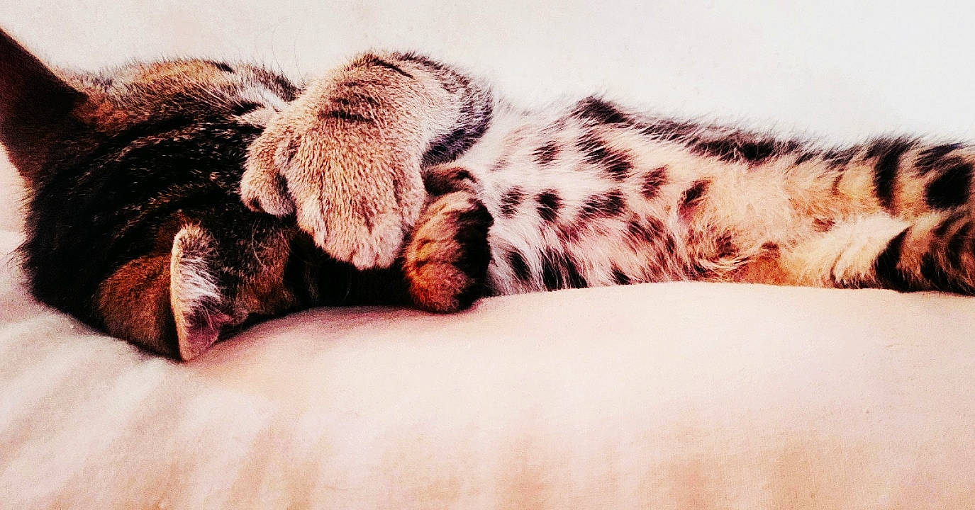 Gryphon joined the competition — help win amazing prizes! big_cats, carnivore, cloud, comfort, companion_dog, dog_breed, eye, fawn, felidae, gesture, leg, leopard, nose, paw, small_to_medium_sized_cats, snout, sporting_group, terrestrial_animal, toy, whiskers