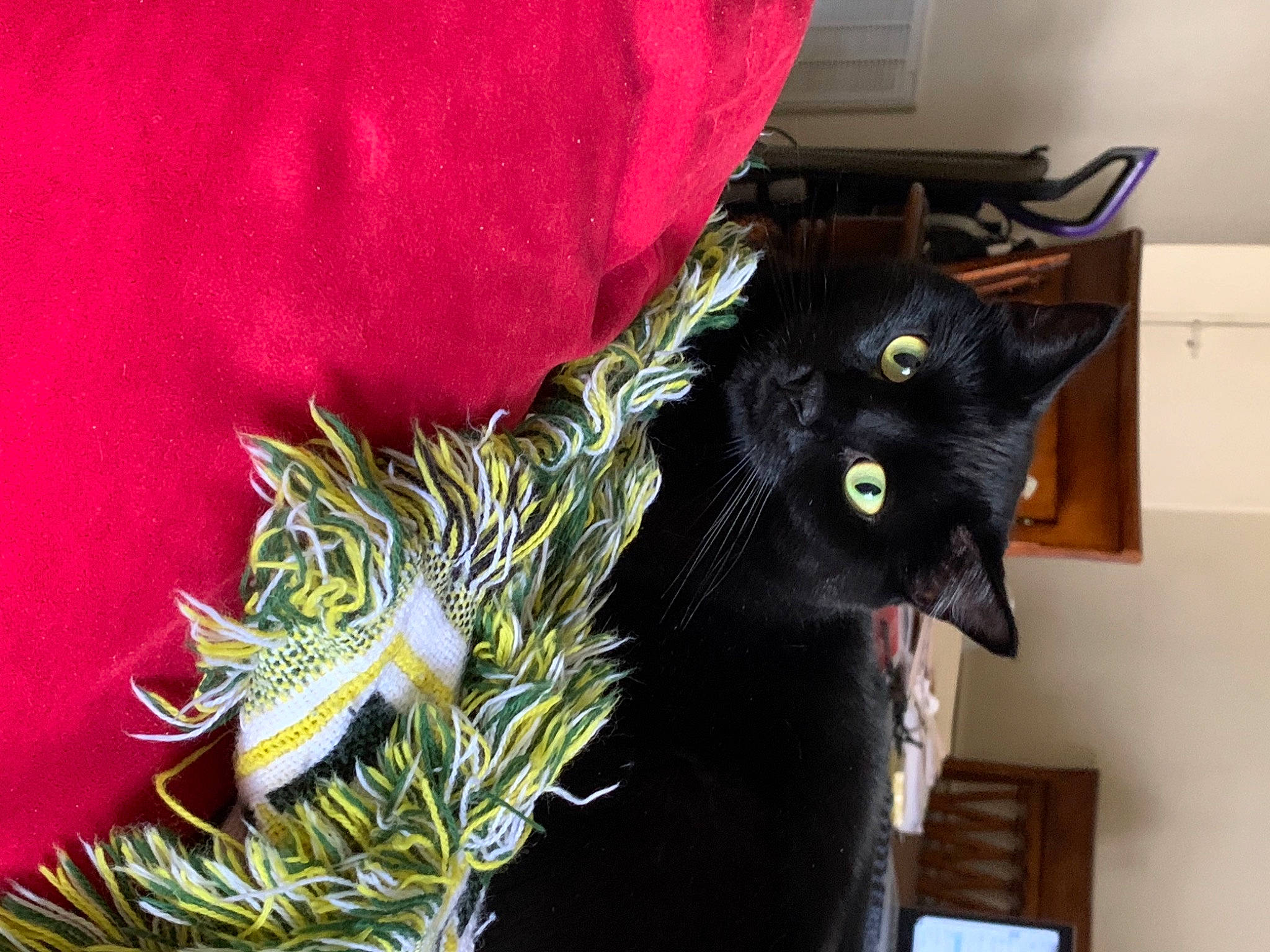 Fudge joined the competition — help win amazing prizes! art, black_cat, bombay, carmine, carnivore, cat, claw, domestic_short_haired_cat, fashion_accessory, felidae, fur, plant, small_to_medium_sized_cats, snout, tail, tree, whiskers, window