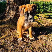 Alba a rejoint le concours — aidez-le/la à gagner de superbes lots ! puppy, dog, boxer, brown, white, tree, trunk, dirt, outdoor, sunlight, greenery, grass, plants, cute, pet, animal, young, nature, sitting, daytime