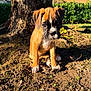 puppy, dog, boxer, brown, white, tree, trunk, dirt, outdoor, sunlight, greenery, grass, plants, cute, pet, animal, young, nature, sitting, daytime