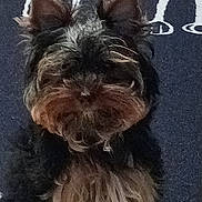 Ayana a rejoint le concours — aidez-le/la à gagner de superbes lots ! dog, small_dog, fluffy, ears, beard, fur, pet, animal, mat, pattern, indoor, closeup, brown, black, sitting, portrait, cute, scruffy, furry, companion