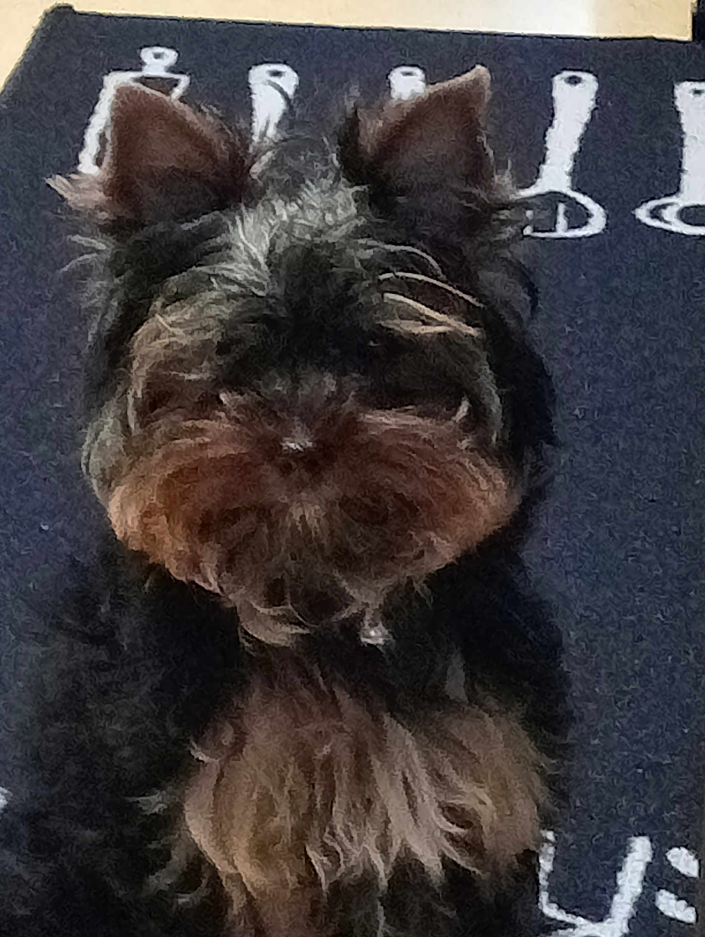 Ayana a rejoint le concours — aidez-le/la à gagner de superbes lots ! dog, small_dog, fluffy, ears, beard, fur, pet, animal, mat, pattern, indoor, closeup, brown, black, sitting, portrait, cute, scruffy, furry, companion