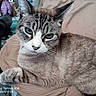 cat, tabby_cat, blue_eyes, pet, feline, animal, close_up, portrait, whiskers, ears, striped_fur, gray_fur, white_muzzle, indoor, blanket, cuddly, relaxed, sitting, camera_stamp