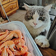 Biwbiw participe au concours pour gagner de l'argent avec cette photo : cat, shrimp, container, kitchen, food, animal, pet, curious, green_eyes, whiskers, paw, furniture, tile_floor, wooden_cabinet, closeup, indoor, domestic, gray_and_white, seafood, table