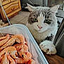 cat, shrimp, container, kitchen, food, animal, pet, curious, green_eyes, whiskers, paw, furniture, tile_floor, wooden_cabinet, closeup, indoor, domestic, gray_and_white, seafood, table