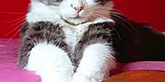 Biwbiw participe au concours pour gagner de l'argent avec cette photo : cat, gray_and_white, fluffy, paws, pink_couch, red_background, wooden_armrest, indoor, relaxed, pet, feline, whiskers, close_up, portrait, fur, animal, domestic, cute, resting, cozy