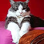 cat, gray_and_white, fluffy, paws, pink_couch, red_background, wooden_armrest, indoor, relaxed, pet, feline, whiskers, close_up, portrait, fur, animal, domestic, cute, resting, cozy