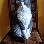 Biwbiw participe au concours pour gagner de l'argent avec cette photo : cat, feline, pet, chair, wooden_chair, sitting, fur, whiskers, indoor, domestic_cat, gray_and_white, wide_eyes, curious, furry, animal, cute, portrait, closeup, paw, tail