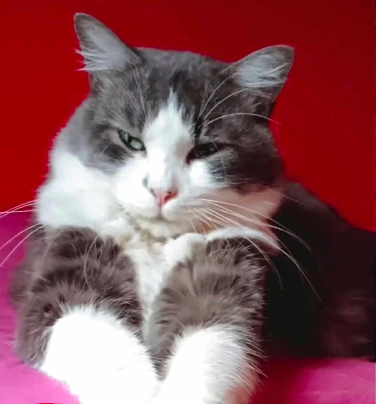 Biwbiw a rejoint le concours — aidez-le/la à gagner de superbes lots ! cat, fluffy, gray, white, pet, feline, whiskers, pink_surface, red_background, relaxed, cute, animal, domestic_cat, fur, portrait, indoor, sitting, closeup, mammal