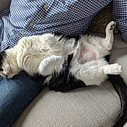 Lulu joined the competition — help win amazing prizes! cat, black_and_white, pet, lap, person, blue_checkered_shirt, jeans, couch, indoor, relaxed, belly_up, fur, paw, tail, cozy, resting, feline, domestic_animal, home, comfort