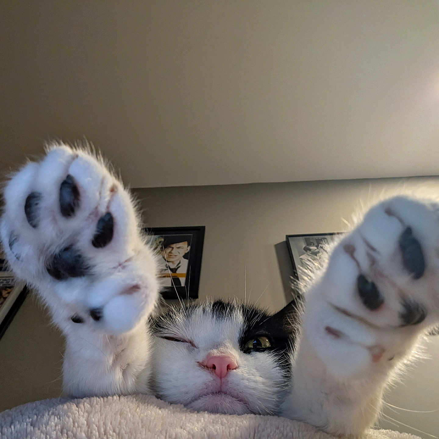 Lulu joined the competition — help win amazing prizes! cat, paw, black_and_white, close_up, winking, indoor, feline, pet, animal, cute, whiskers, pink_nose, fluffy, relaxed, home, framed_pictures, wall, soft, cozy, playful