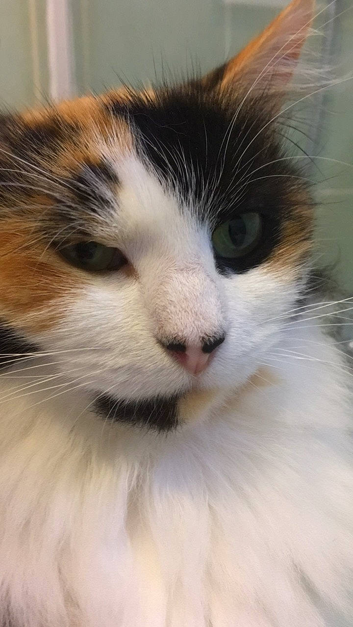 Laya participe au concours pour gagner de l'argent avec cette photo : carnivore, cat, close_up, comfort, domestic_short_haired_cat, eye, felidae, fur, head, iris, natural_material, nose, small_to_medium_sized_cats, snout, terrestrial_animal, whiskers