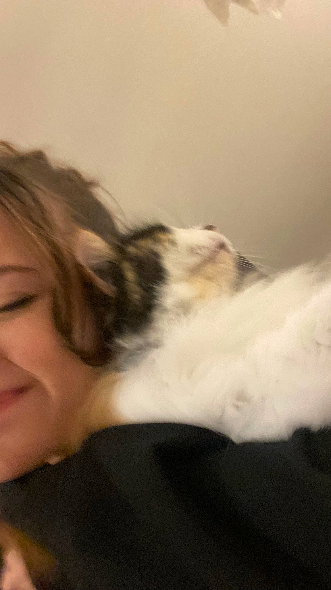 Laya a rejoint le concours — aidez-le/la à gagner de superbes lots ! beard, carnivore, cat, comfort, companion_dog, eyelash, fawn, felidae, gesture, happy, human_body, jaw, long_hair, neck, nose, small_to_medium_sized_cats, smile, tail, whiskers, wood