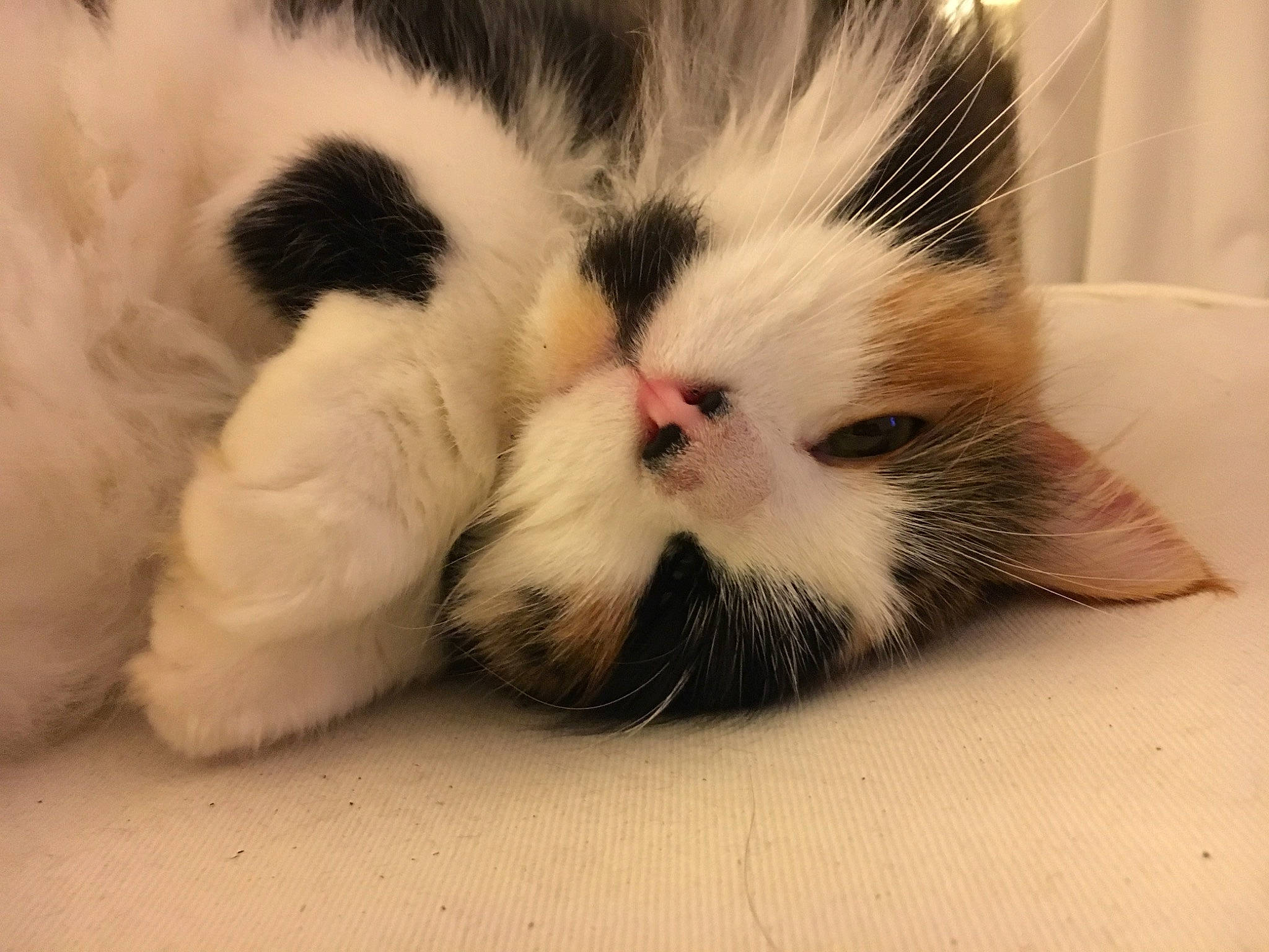 Laya a rejoint le concours — aidez-le/la à gagner de superbes lots ! carnivore, cat, claw, comfort, domestic_short_haired_cat, felidae, foot, fur, nail, nap, paw, sleep, small_to_medium_sized_cats, snout, tail, terrestrial_animal, whiskers