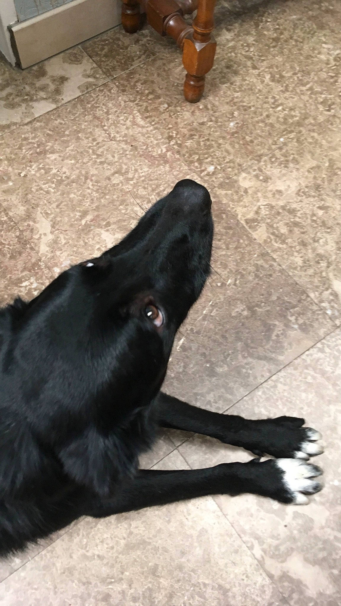 Oreo participe au concours pour gagner de l'argent avec cette photo : borador, canidae, carnivore, companion_dog, dog, dog_breed, dog_collar, fawn, flooring, fur, non_sporting_group, shadow, snout, sporting_group, tail, terrestrial_animal, tints_and_shades, working_animal