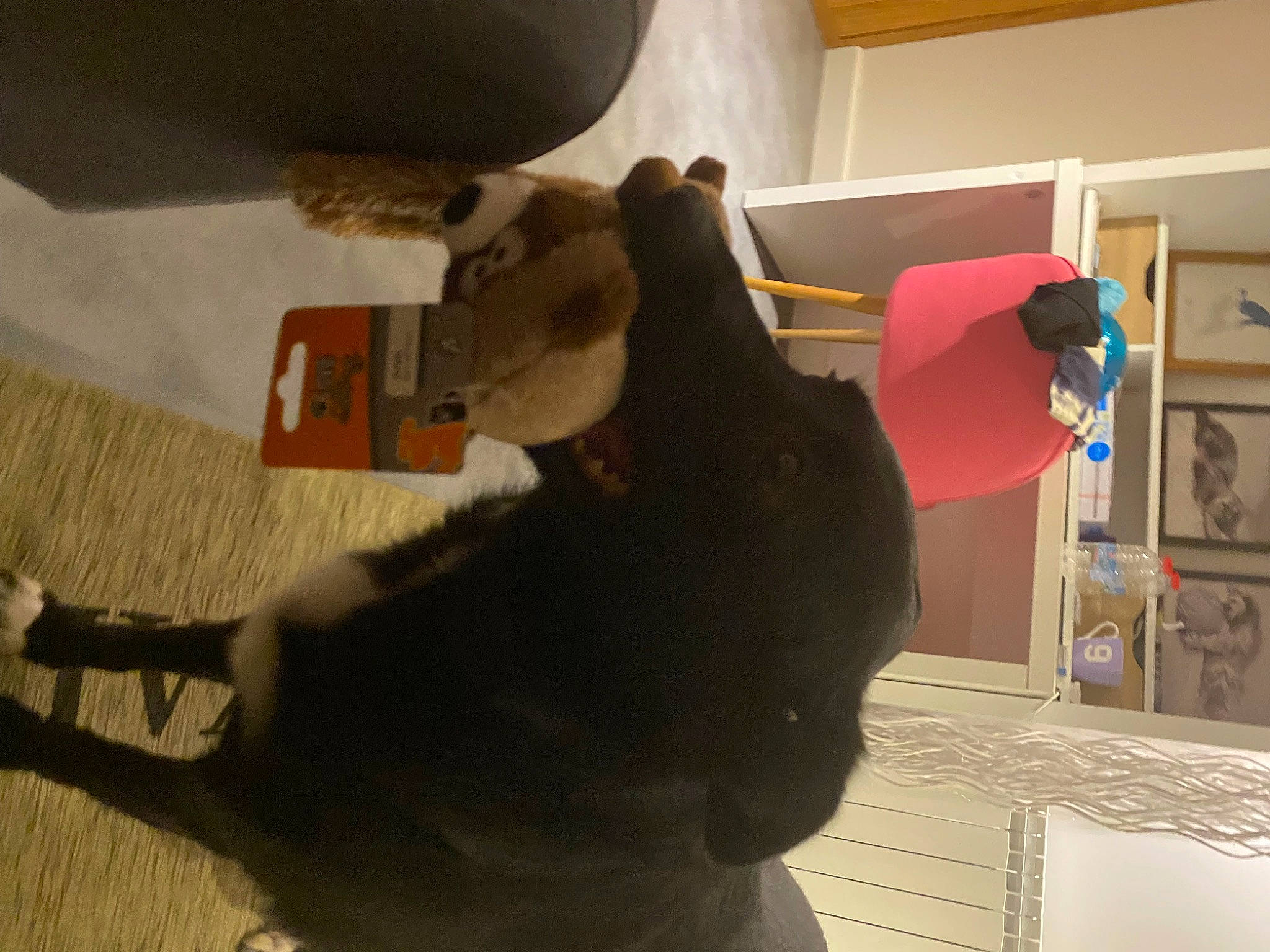 Oreo a rejoint le concours — aidez-le/la à gagner de superbes lots ! art, black_cat, canidae, comfort, companion_dog, dog_breed, domestic_short_haired_cat, felidae, flooring, fur, hardwood, room, small_to_medium_sized_cats, stuffed_toy, tail, textile, toy, visual_arts, whiskers, wood