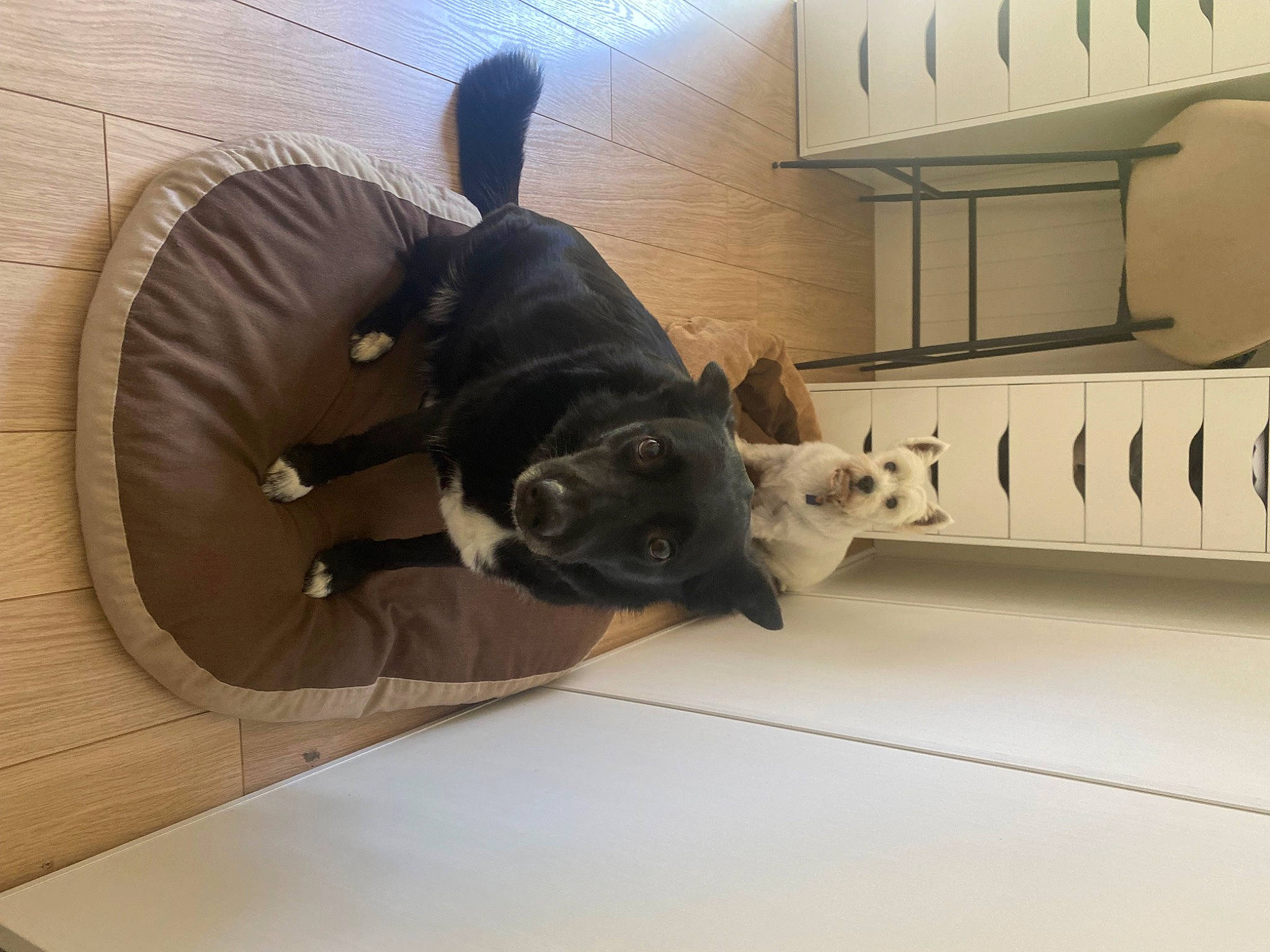 Oreo participe au concours pour gagner de l'argent avec cette photo : automotive_tire, canidae, carnivore, comfort, companion_dog, dog, dog_breed, fawn, felidae, flooring, fur, gas, hardwood, mammal, pet_supply, snout, sporting_group, tail, wood, working_animal