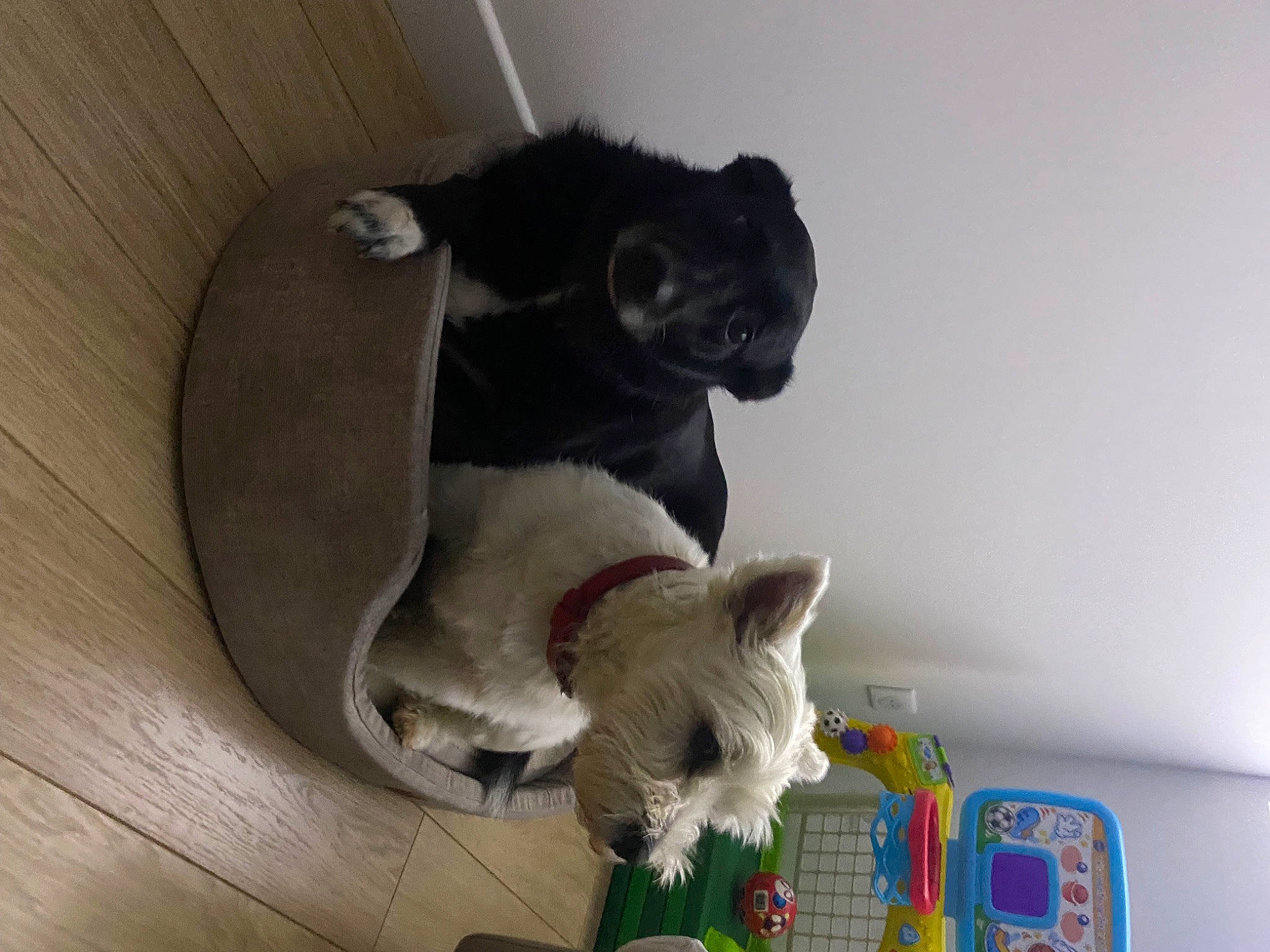 Oreo participe au concours pour gagner de l'argent avec cette photo : canidae, carnivore, cat, cat_supply, comfort, companion_dog, dog_breed, domestic_short_haired_cat, fawn, felidae, fur, mammal, paw, pet_supply, shelf, small_to_medium_sized_cats, tail, vertebrate, whiskers, wood