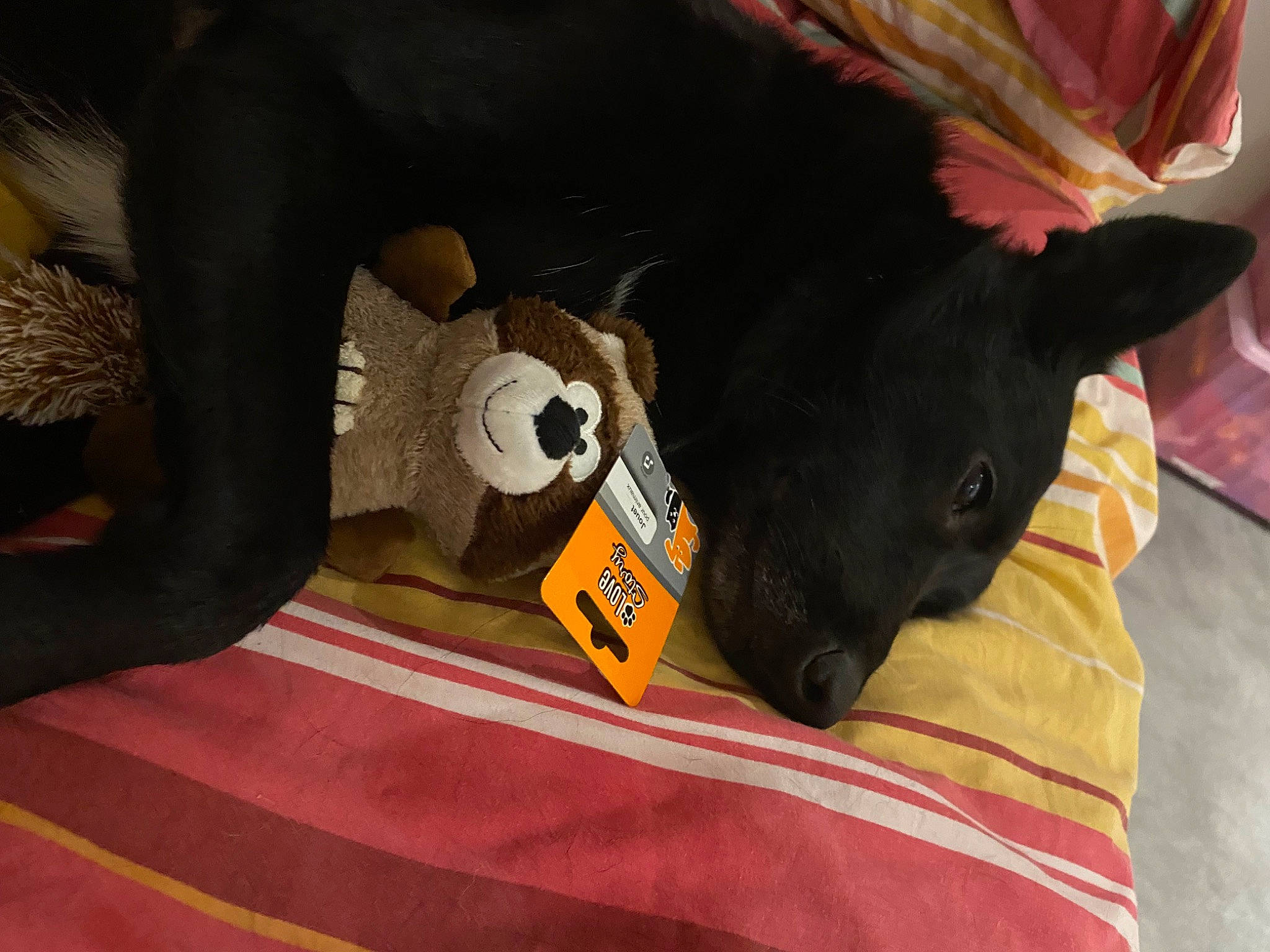 Oreo a rejoint le concours — aidez-le/la à gagner de superbes lots ! bag, bed, carmine, carnivore, comfort, companion_dog, couch, dog, dog_breed, felidae, fur, guard_dog, linens, nap, room, small_to_medium_sized_cats, sporting_group, stuffed_toy, toy_dog, working_animal