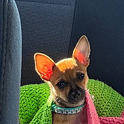 Boomer is registered to the contest to win money with this photo: backseat, blanket, canine, car_interior, collar, cozy, cute, dog, domestic_animal, ears, indoors, knitted_blanket, pet, portrait, puppy, resting, seat, small_dog, sunlight, young