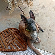 Shiro a rejoint le concours — aidez-le/la à gagner de superbes lots ! dog, pet, animal, floor, tile, doormat, brown, tablecloth, pattern, ears, curious, lying_down, domestic, indoors, young_dog, looking_up, collar, paw, snout, resting