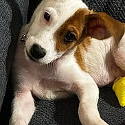 Angus is registered to the contest to win money with this photo: puppy, dog, close_up, brown_and_white, cute, pet, lying_down, soft_toy, indoors, cozy, fur, animal, young, playful, ear, paw, texture, curious, companion, domestic