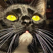 Lucy Blu joined the competition — help win amazing prizes! animal, black_and_white, bright_eyes, cat, close_up, curious, cute, domestic_cat, ears, feline, fur, indoor, looking_up, muzzle, nose, pet, portrait, tuxedo_cat, whiskers, yellow_eyes