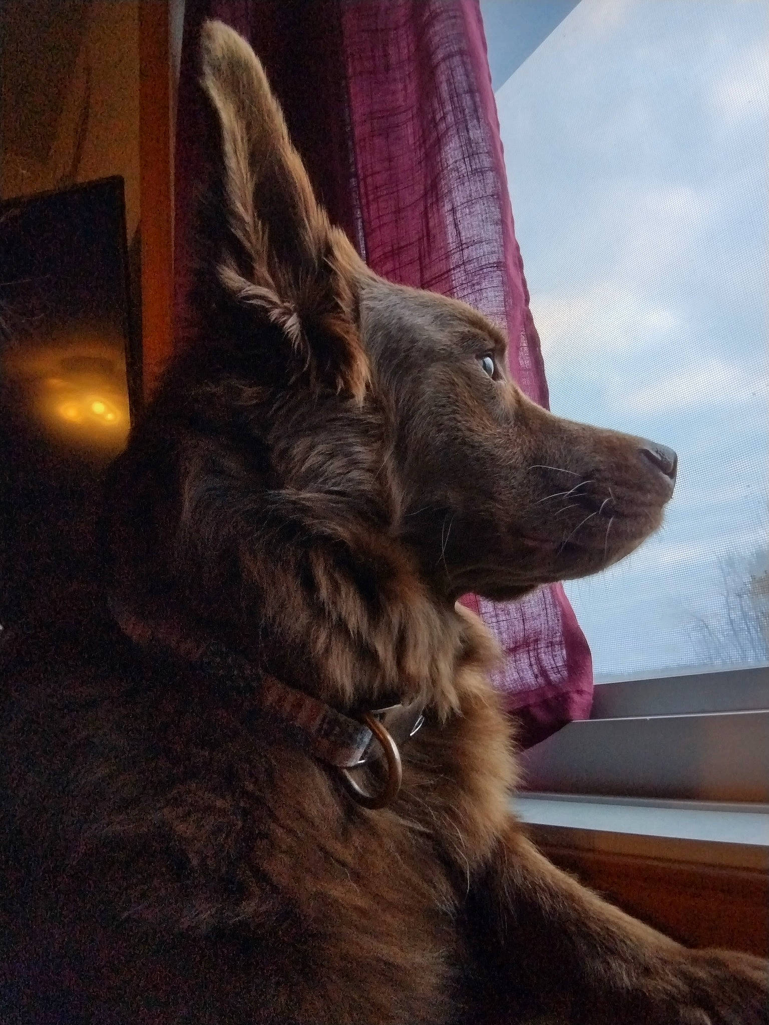 Gunner is registered to the contest to win money with this photo: carnivore, cloud, companion_dog, dog, dog_breed, dog_collar, ear, flooring, foot, fur, guard_dog, herding_dog, liver, paw, sky, snout, sporting_group, whiskers, window, working_animal