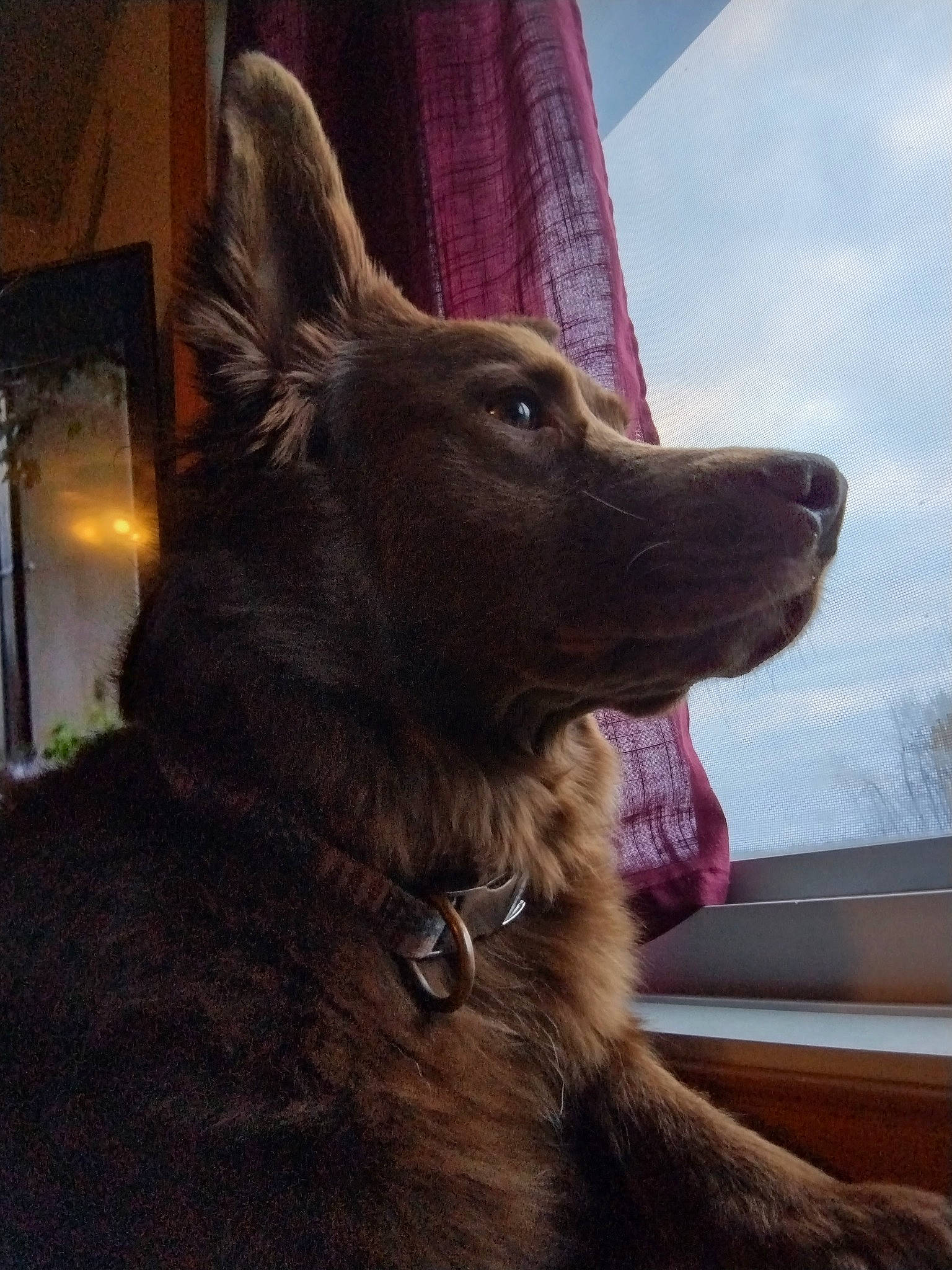 Gunner is registered to the contest to win money with this photo: canidae, carnivore, cloud, collar, companion_dog, dog, dog_breed, dog_collar, east_european_shepherd, fur, herding_dog, king_shepherd, liver, mudi, sky, snout, sporting_group, whiskers, window, working_animal