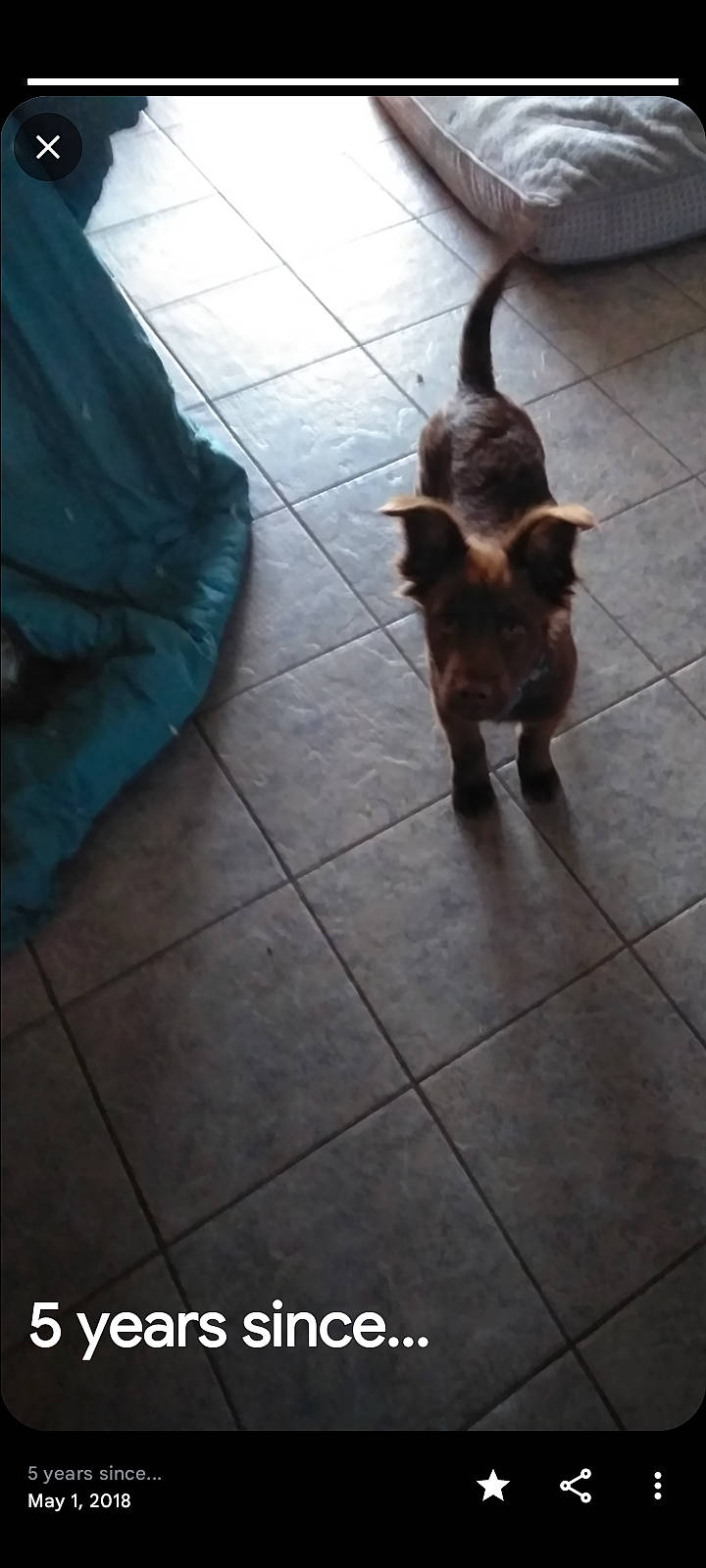 Gunner joined the competition — help win amazing prizes! carnivore, cat, companion_dog, dog_breed, electric_blue, felidae, floor, flooring, fur, human_leg, liver, road_surface, shadow, small_to_medium_sized_cats, tail, terrestrial_animal, tints_and_shades, toy_dog, wood, working_animal