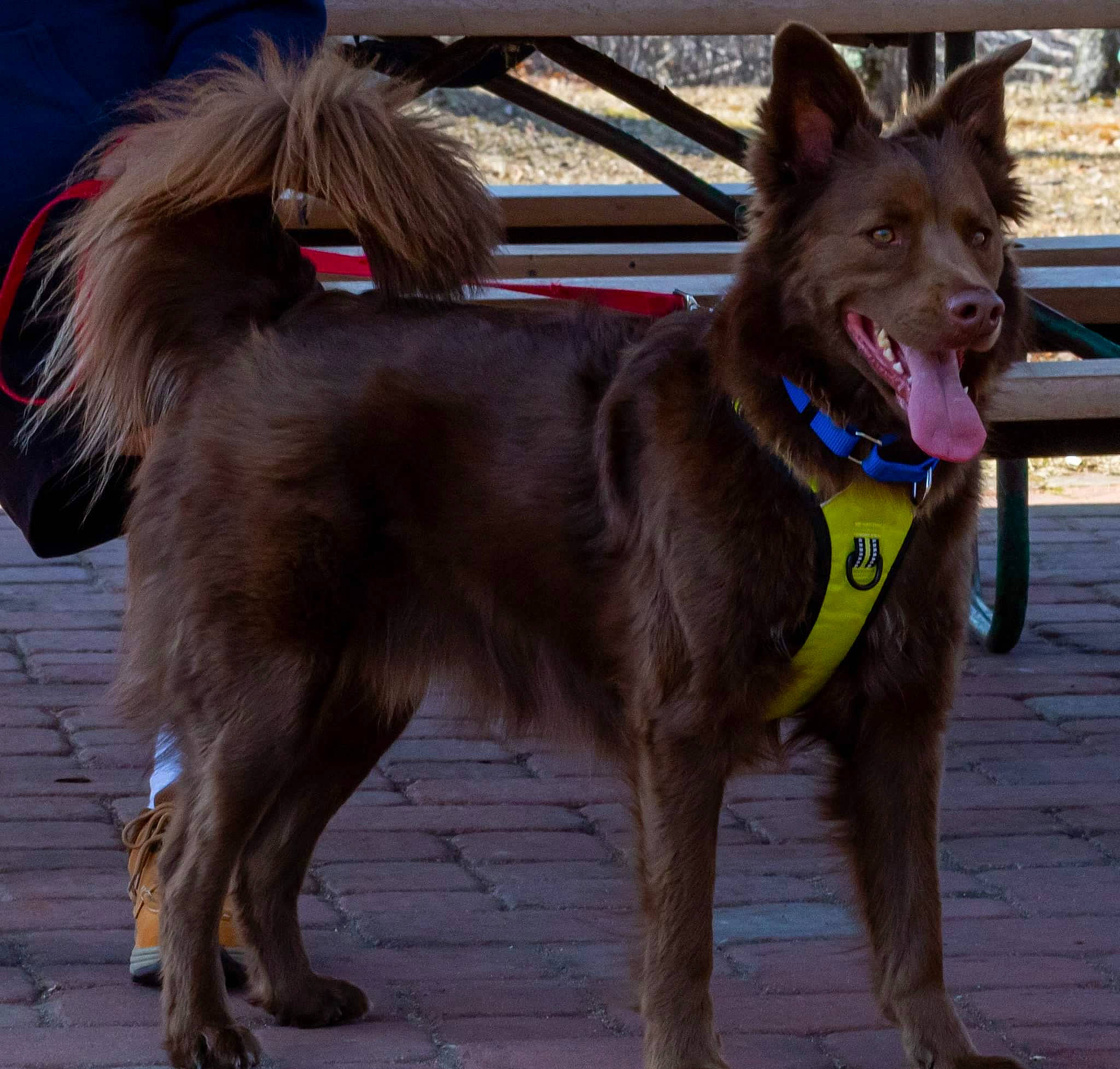 Gunner is registered to the contest to win money with this photo: canidae, carnivore, collar, companion_dog, dog, dog_breed, dog_collar, dog_supply, dog_walking, fashion_accessory, fawn, fur, leash, liver, pack_animal, pet_supply, snout, sporting_group, tail, working_animal