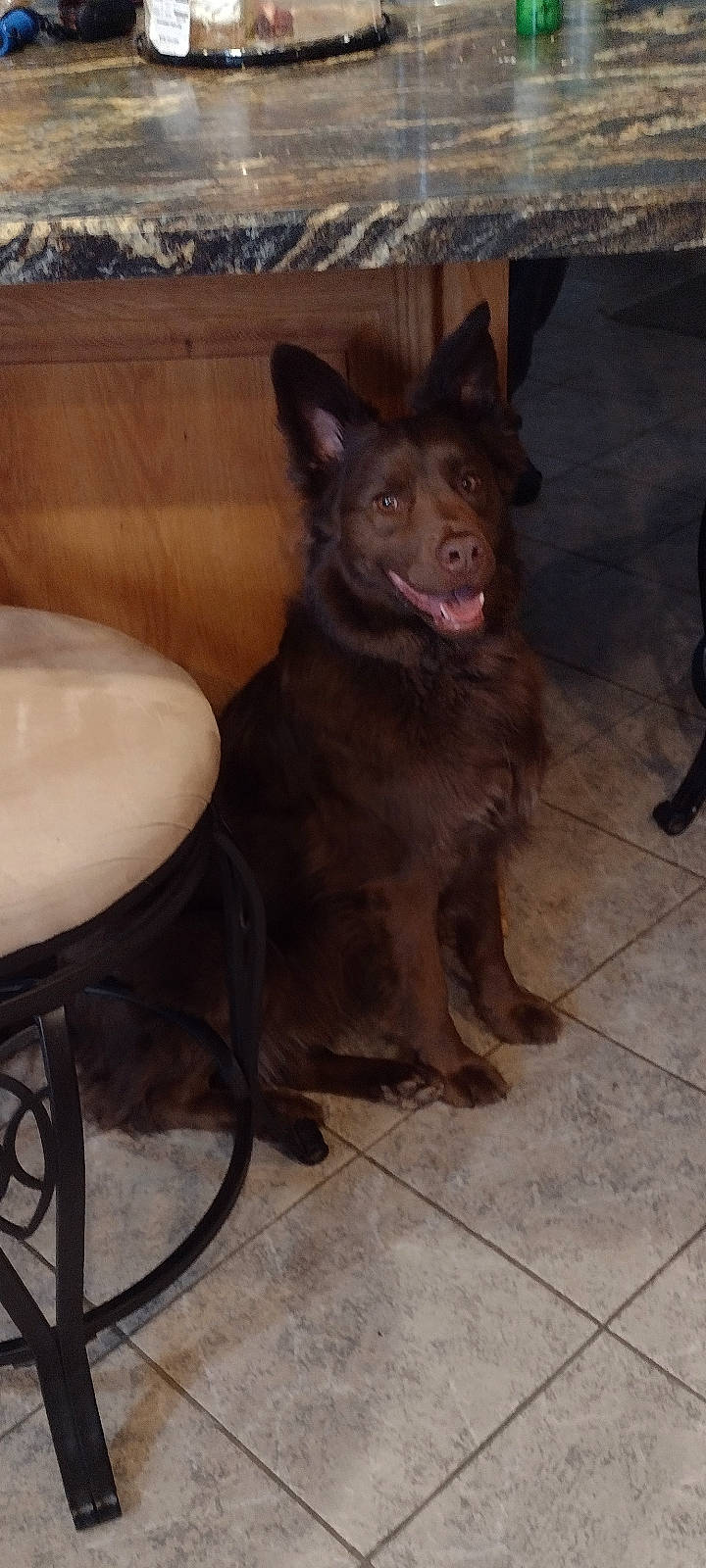 Gunner is registered to the contest to win money with this photo: canidae, carnivore, companion_dog, dog, dog_breed, east_european_shepherd, fawn, floor, flooring, fur, german_shepherd_dog, guard_dog, hardwood, herding_dog, king_shepherd, snout, sporting_group, wood, working_animal, working_dog