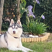 Teia a rejoint le concours — aidez-le/la à gagner de superbes lots ! animal, canine, collar, daylight, dog, fence, flora, flower_bed, garden, grass, greenery, husky, leaves, lying_down, nature, outdoor, pet, plants, purple_flowers, wooden_post