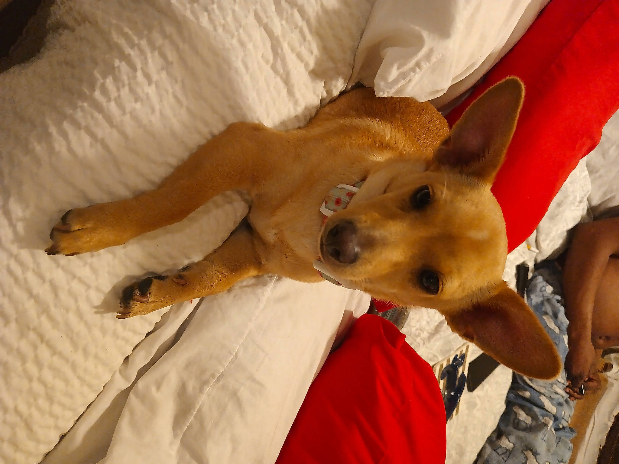 Sky joined the competition — help win amazing prizes! canidae, carnivore, comfort, companion_dog, dog, dog_breed, dog_supply, ear, fawn, felidae, fur, linens, non_sporting_group, paw, snout, sporting_group, terrestrial_animal, toy_dog, whiskers, working_animal