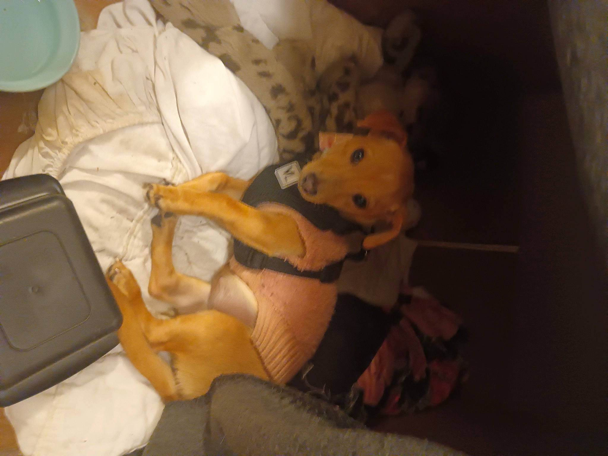 Sky joined the competition — help win amazing prizes! abdomen, bag, bed, child, comfort, finger, fur, hat, human_leg, knee, lap, linens, luggage_and_bags, plush, room, stuffed_toy, teddy_bear, thigh, thumb, toy