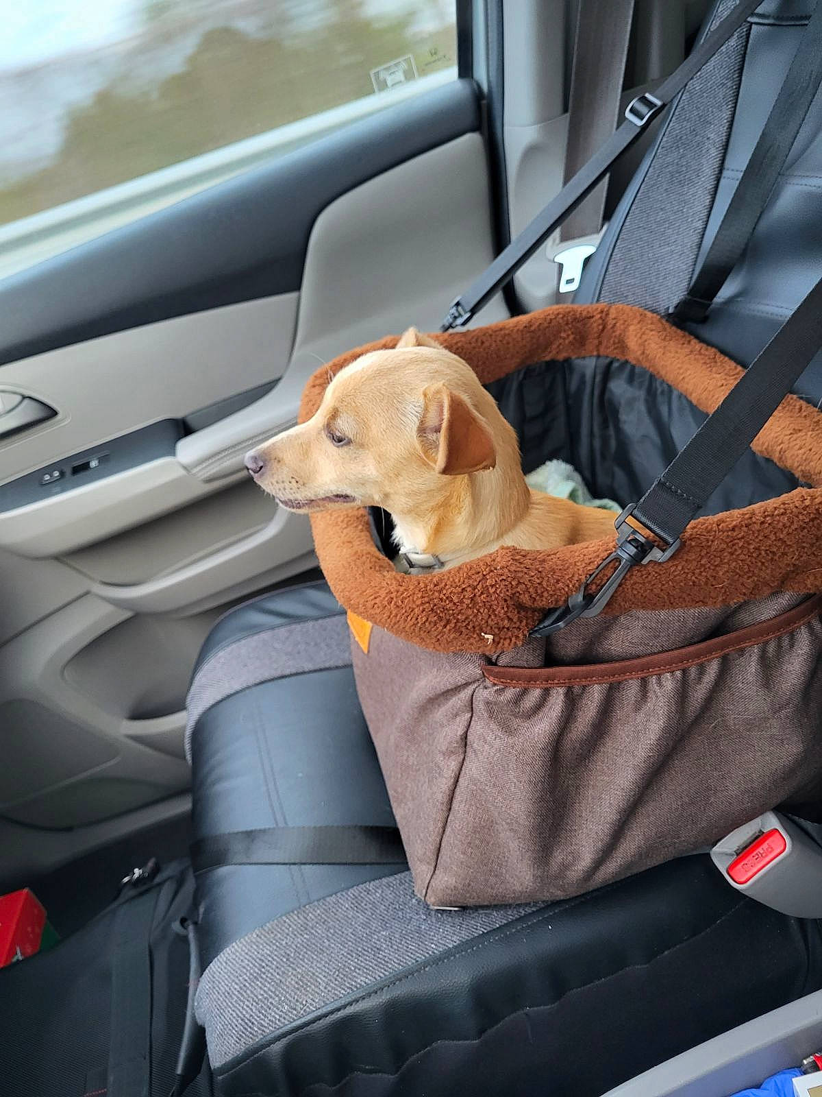 Sky is registered to the contest to win money with this photo: auto_part, automotive_design, automotive_exterior, car, car_seat, car_seat_cover, carnivore, comfort, companion_dog, dog, dog_breed, fawn, head_restraint, mode_of_transport, motor_vehicle, personal_luxury_car, seat_belt, steering_part, vehicle, vehicle_door
