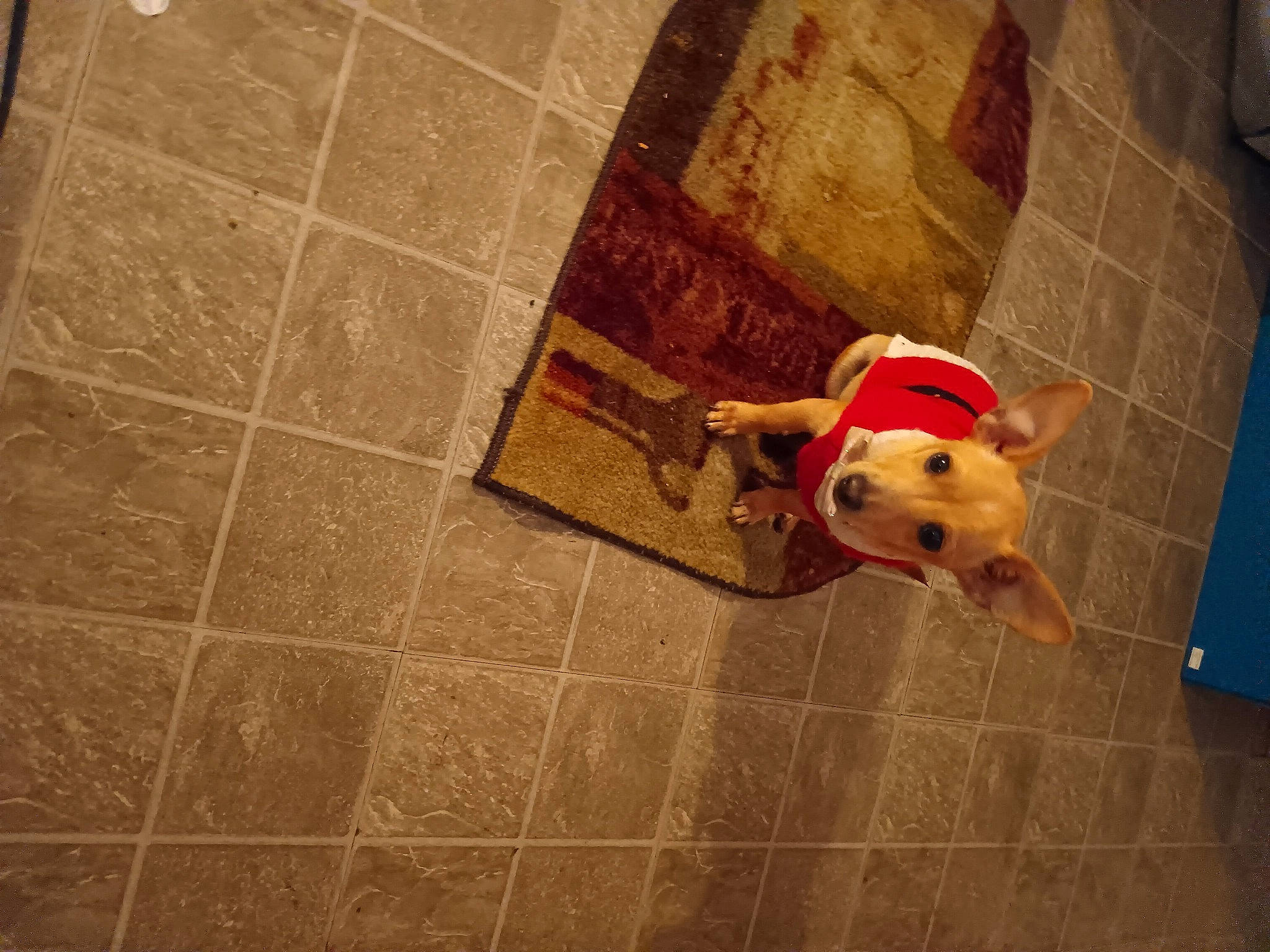 Sky joined the competition — help win amazing prizes! brown, canidae, carnivore, companion_dog, dog, dog_breed, fawn, floor, flooring, hardwood, human_leg, rectangle, room, snout, sporting_group, stuffed_toy, tile_flooring, toy, wood, working_animal