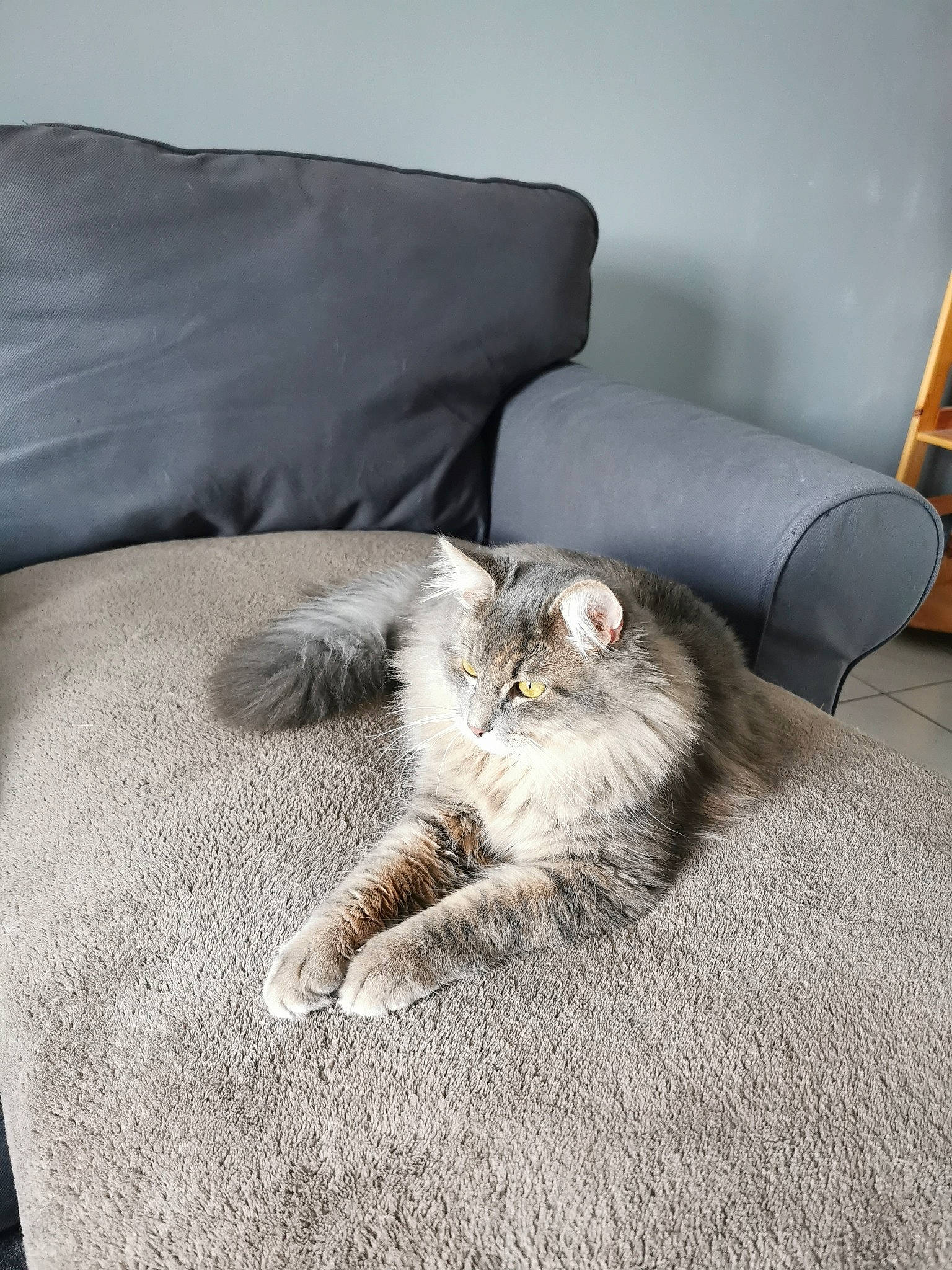 Sanga a rejoint le concours — aidez-le/la à gagner de superbes lots ! carnivore, cat, claw, comfort, couch, domestic_short_haired_cat, felidae, flooring, fur, grey, hardwood, human_leg, linens, living_room, paw, room, small_to_medium_sized_cats, tail, whiskers, wood