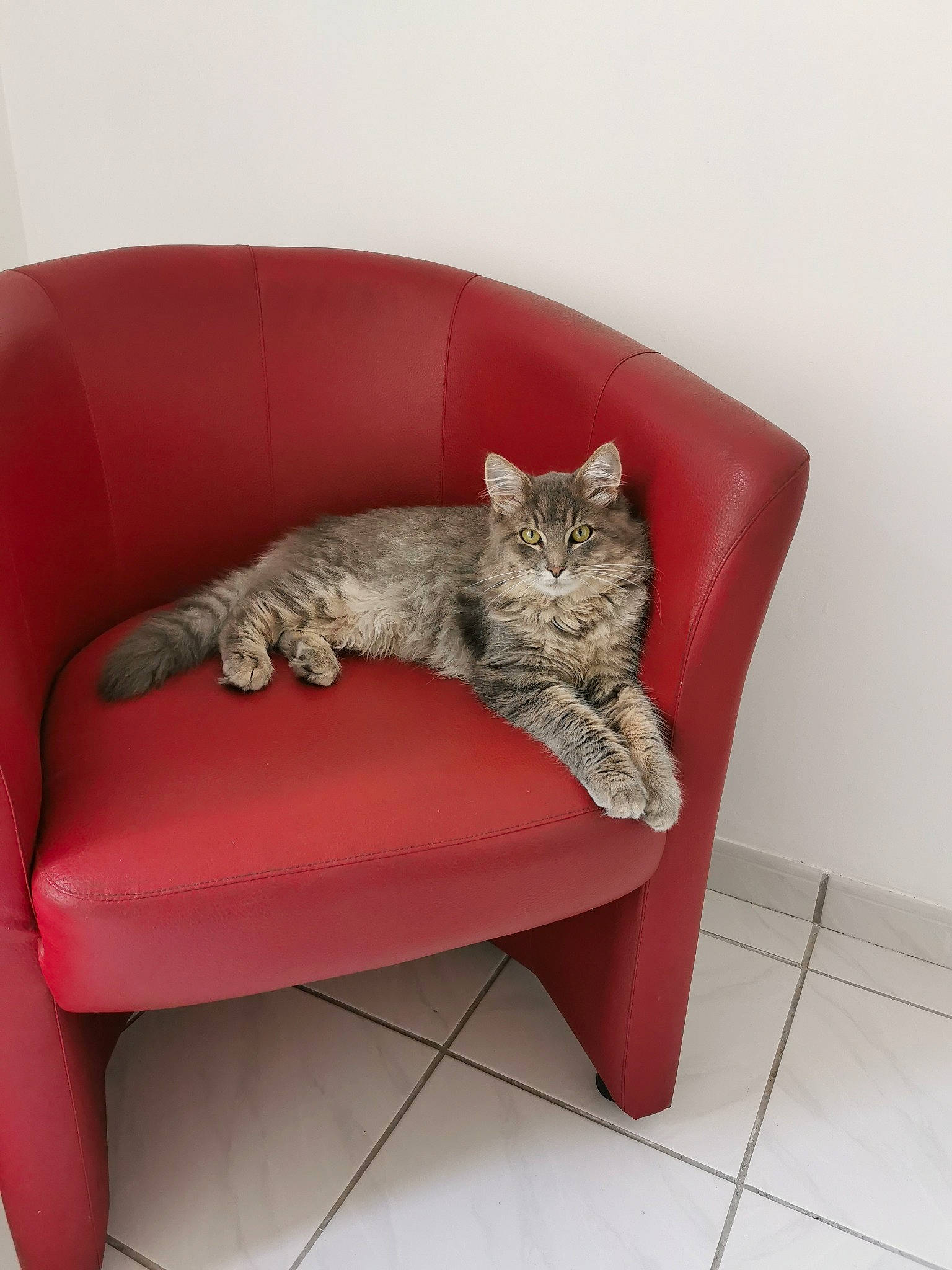 Sanga participe au concours pour gagner de l'argent avec cette photo : carnivore, cat, cat_bed, cat_supply, comfort, couch, domestic_short_haired_cat, felidae, flooring, fur, magenta, pet_supply, rectangle, room, sitting, small_to_medium_sized_cats, studio_couch, tail, whiskers