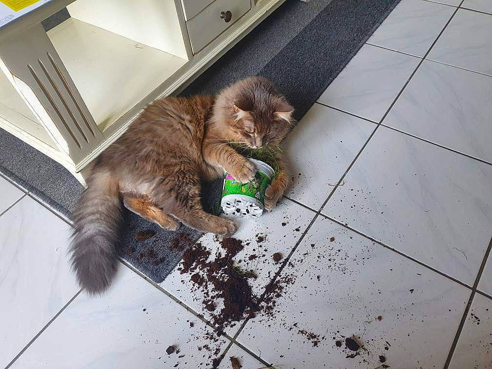 Sanga participe au concours pour gagner de l'argent avec cette photo : asphalt, canidae, carnivore, cat, claw, domestic_short_haired_cat, drinking, fawn, felidae, floor, flooring, fur, paw, road_surface, sidewalk, small_to_medium_sized_cats, sporting_group, tail, terrestrial_animal, whiskers