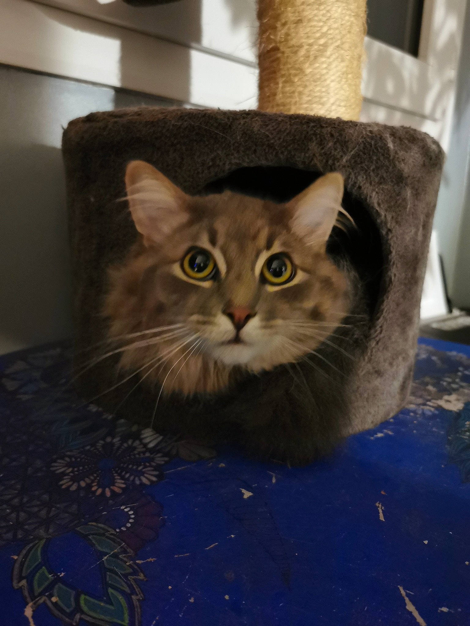 Sanga participe au concours pour gagner de l'argent avec cette photo : box, carnivore, cat, domestic_short_haired_cat, door, electric_blue, felidae, floor, flooring, fur, grey, pet_supply, small_to_medium_sized_cats, snout, visual_arts, whiskers