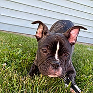 Zahara is registered to the contest to win money with this photo: puppy, dog, brindle, grass, outdoor, pet, leash, ears, close_up, white_stripe, curious, young, canine, animal, nature, background, sidewalk, playful, cute, companion