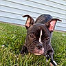 puppy, dog, brindle, grass, outdoor, pet, leash, ears, close_up, white_stripe, curious, young, canine, animal, nature, background, sidewalk, playful, cute, companion