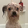 Cookie joined the competition — help win amazing prizes! dog, wet, bath, shower, tongue, fur, pet, cute, closeup, ears, black_nose, bathroom, water, small_dog, expression, animal, indoors, grooming, face, looking