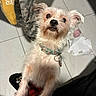 Cookie joined the competition — help win amazing prizes! dog, small_dog, white_dog, collar, pet, curious, indoor, tiled_floor, person_leg, red_plaid, scruffy, looking_up, casual, background_objects, yellow_cloth, paper, home, floor, shadow, animal