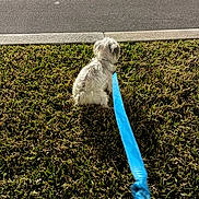 Cookie is registered to the contest to win money with this photo: dog, white_dog, grass, leash, sidewalk, outdoor, pet, sunlight, animal, walking, nature, daylight, fur, canine, quiet, sitting, pavement, leash_handle, green, brown