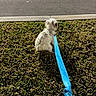animal, brown, canine, daylight, dog, fur, grass, green, leash, leash_handle, nature, outdoor, pavement, pet, quiet, sidewalk, sitting, sunlight, walking, white_dog